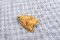 Acleris forsskaleana