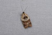 Acleris variegana