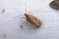 Agonopterix