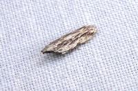 Anarsia innoxiella