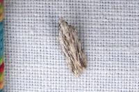 Anarsia innoxiella