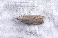 Anarsia leberonella