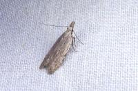 Anarsia leberonella