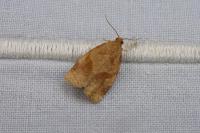 Archips rosana