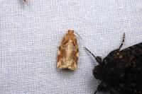Archips xylosteana