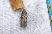 Blastobasis