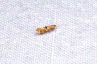 Bucculatrix ulmella