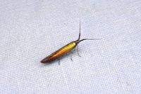Coleophora