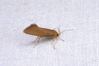 Crassa unitella