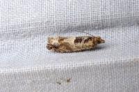 Crocidosema plebejana