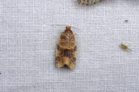 Epagoge grotiana
