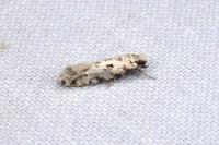 Nemapogon