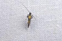Euspilapteryx auroguttella