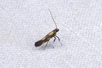 Euspilapteryx auroguttella
