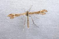 Marasmarcha lunaedactyla