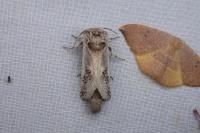 Parahypopta caestrum