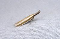 Pleurota aristella