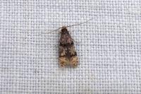 Stenoptinea cyaneimarmorella
