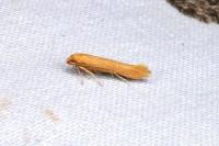 Haplochrois ochraceella