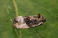 Hedya nubiferana