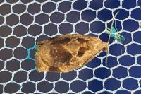 Archips crataegana