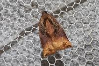 Archips podana