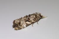 Phtheochroa rugosana