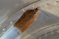 Acleris