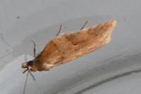 Acleris