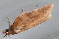 Acleris