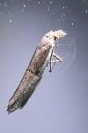Ypsolopha divisella