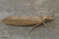 Ypsolopha alpella