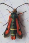 Pyropteron chrysidiforme
