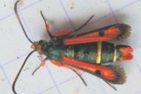 Pyropteron chrysidiforme