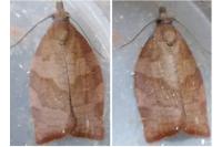 Pandemis heparana
