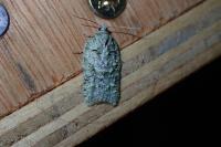 Acleris literana