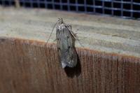 Borkhausenia nefrax