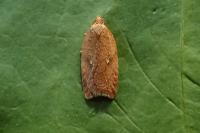 Acleris ferrugana