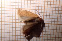 Acleris ferrugana