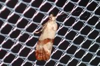 Neocochylis millierana