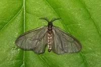 Sterrhopterix fusca
