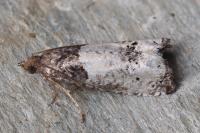 Notocelia roborana