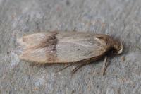 Odites kollarella