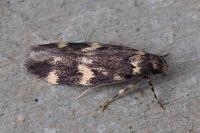 Oegoconia