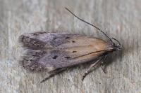 Stomopteryx remissella