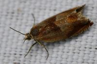 Ancylis mitterbacheriana