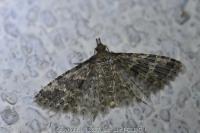 Alucita hexadactyla
