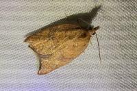 Acleris rhombana