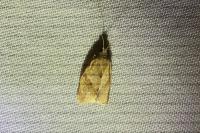 Clepsis consimilana