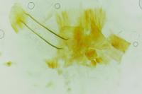 Oxyptilus laetus